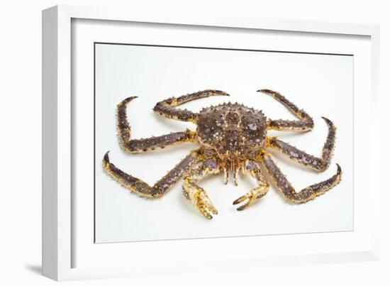 Red King Crab-David Nunuk-Framed Photographic Print