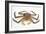 Red King Crab-David Nunuk-Framed Photographic Print