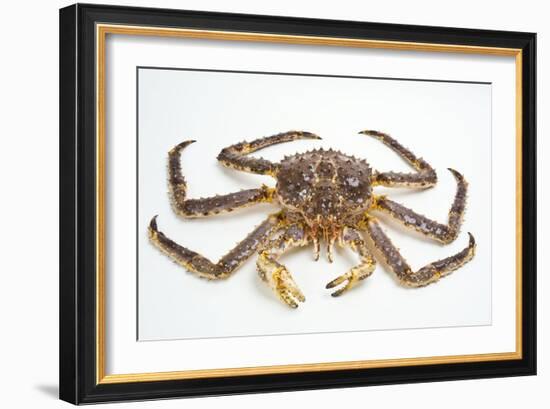 Red King Crab-David Nunuk-Framed Photographic Print