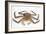 Red King Crab-David Nunuk-Framed Photographic Print