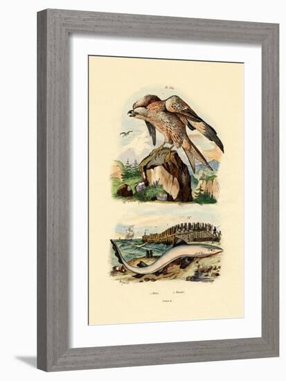 Red Kite, 1833-39-null-Framed Giclee Print