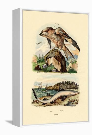 Red Kite, 1833-39-null-Framed Premier Image Canvas