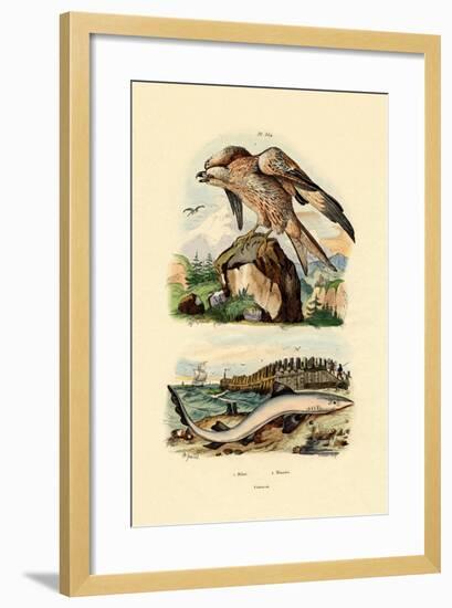 Red Kite, 1833-39-null-Framed Giclee Print