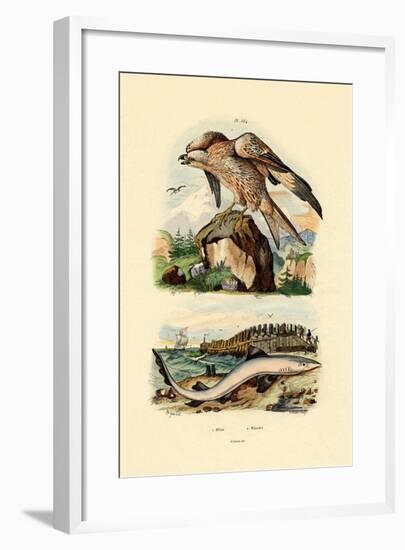 Red Kite, 1833-39-null-Framed Giclee Print