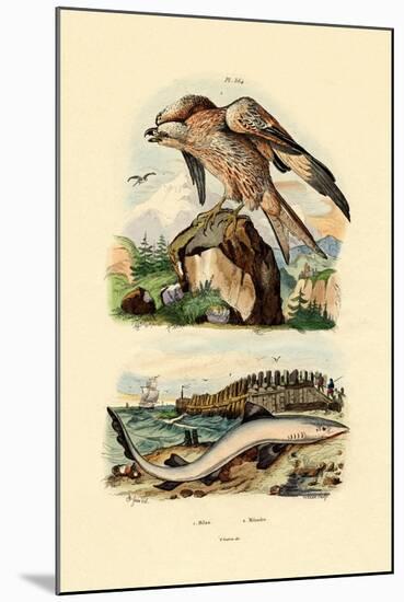 Red Kite, 1833-39-null-Mounted Giclee Print