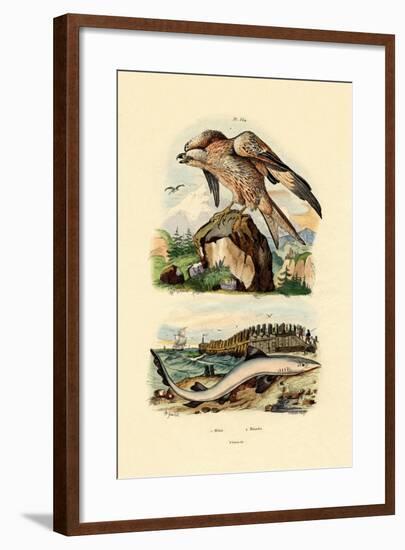 Red Kite, 1833-39-null-Framed Giclee Print