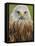 Red Kite, Iucn Red List of Endangered Species Captive, France-Eric Baccega-Framed Premier Image Canvas