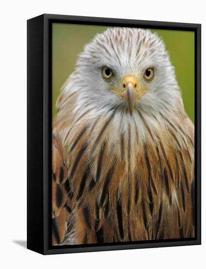 Red Kite, Iucn Red List of Endangered Species Captive, France-Eric Baccega-Framed Premier Image Canvas