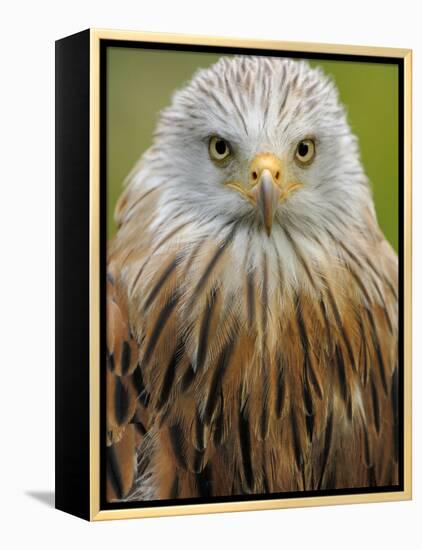 Red Kite, Iucn Red List of Endangered Species Captive, France-Eric Baccega-Framed Premier Image Canvas