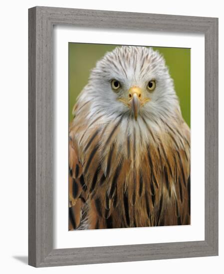 Red Kite, Iucn Red List of Endangered Species Captive, France-Eric Baccega-Framed Photographic Print