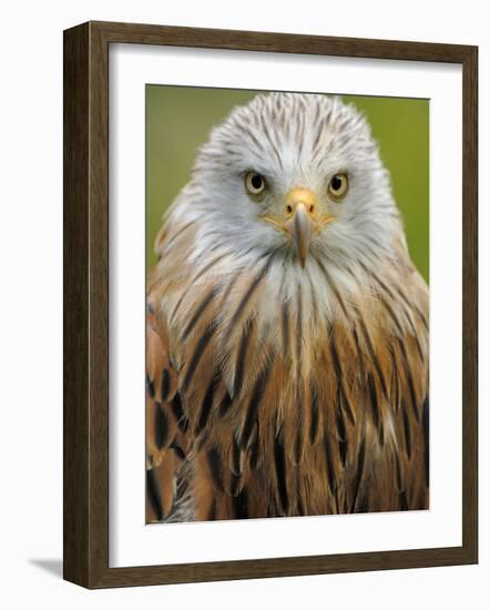 Red Kite, Iucn Red List of Endangered Species Captive, France-Eric Baccega-Framed Photographic Print