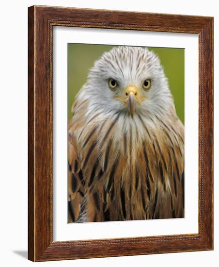 Red Kite, Iucn Red List of Endangered Species Captive, France-Eric Baccega-Framed Photographic Print