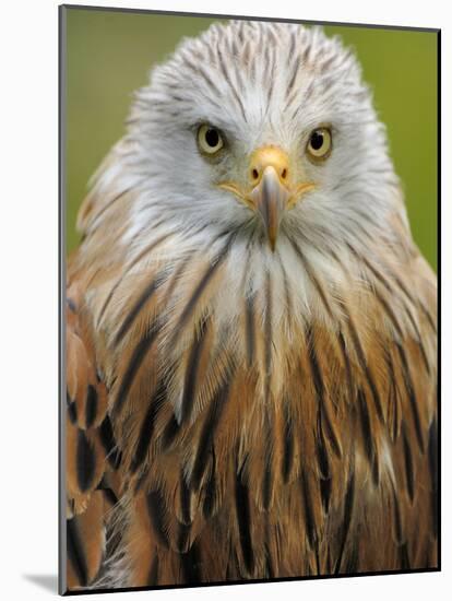Red Kite, Iucn Red List of Endangered Species Captive, France-Eric Baccega-Mounted Photographic Print