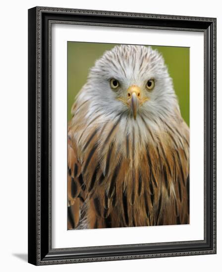 Red Kite, Iucn Red List of Endangered Species Captive, France-Eric Baccega-Framed Photographic Print