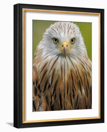 Red Kite, Iucn Red List of Endangered Species Captive, France-Eric Baccega-Framed Photographic Print