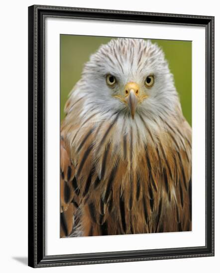 Red Kite, Iucn Red List of Endangered Species Captive, France-Eric Baccega-Framed Photographic Print