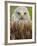 Red Kite, Iucn Red List of Endangered Species Captive, France-Eric Baccega-Framed Photographic Print