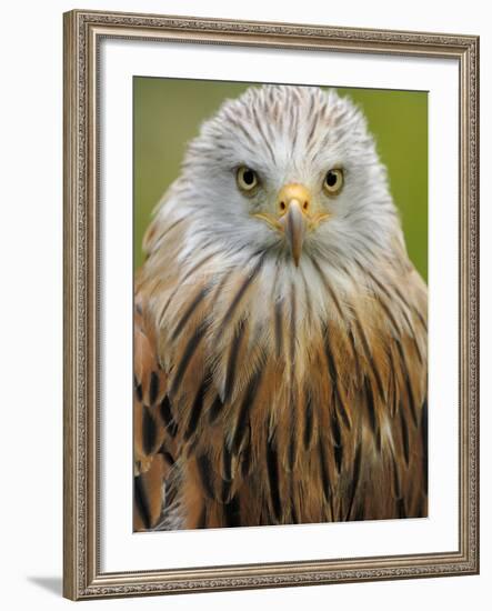 Red Kite, Iucn Red List of Endangered Species Captive, France-Eric Baccega-Framed Photographic Print