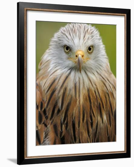 Red Kite, Iucn Red List of Endangered Species Captive, France-Eric Baccega-Framed Photographic Print