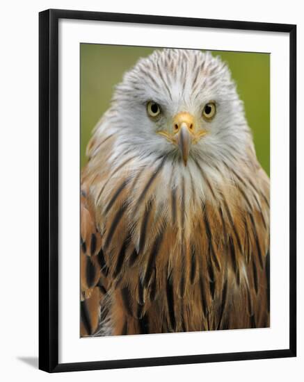 Red Kite, Iucn Red List of Endangered Species Captive, France-Eric Baccega-Framed Photographic Print