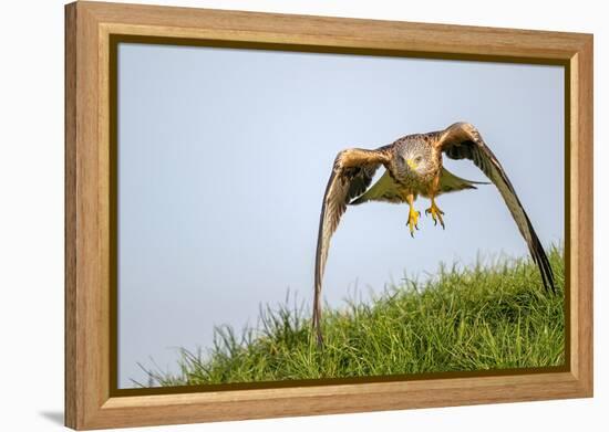 Red kite landing on grass, Marlborough Downs, Wiltshire, UK-David Pike-Framed Premier Image Canvas