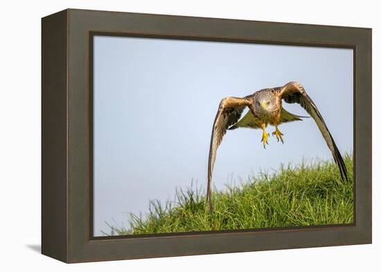 Red kite landing on grass, Marlborough Downs, Wiltshire, UK-David Pike-Framed Premier Image Canvas