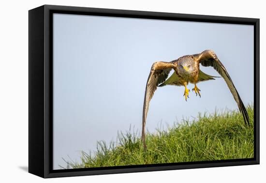 Red kite landing on grass, Marlborough Downs, Wiltshire, UK-David Pike-Framed Premier Image Canvas