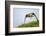 Red kite landing on grass, Marlborough Downs, Wiltshire, UK-David Pike-Framed Photographic Print