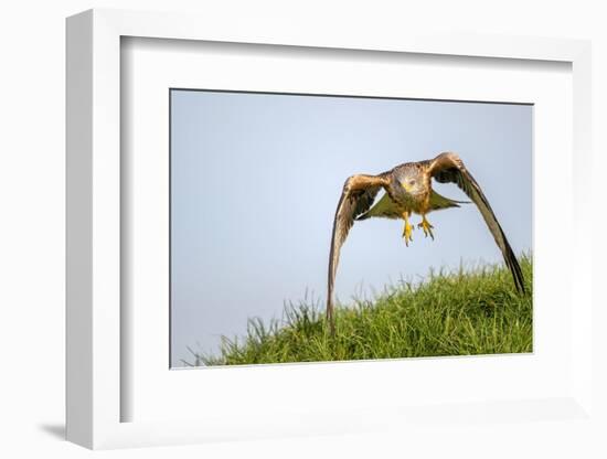 Red kite landing on grass, Marlborough Downs, Wiltshire, UK-David Pike-Framed Photographic Print