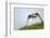 Red kite landing on grass, Marlborough Downs, Wiltshire, UK-David Pike-Framed Photographic Print