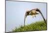 Red kite landing on grass, Marlborough Downs, Wiltshire, UK-David Pike-Mounted Photographic Print