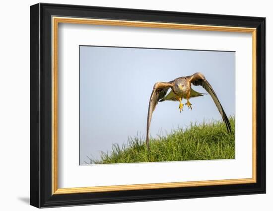 Red kite landing on grass, Marlborough Downs, Wiltshire, UK-David Pike-Framed Photographic Print