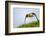 Red kite landing on grass, Marlborough Downs, Wiltshire, UK-David Pike-Framed Photographic Print