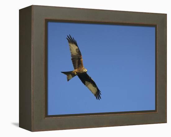 Red Kite (Milvus Milvus) in Flight with Wing Tags, Gigrin Farm, Rhayader, Wales, United Kingdom-Ann & Steve Toon-Framed Premier Image Canvas