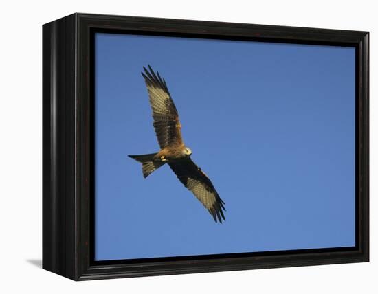 Red Kite (Milvus Milvus) in Flight with Wing Tags, Gigrin Farm, Rhayader, Wales, United Kingdom-Ann & Steve Toon-Framed Premier Image Canvas