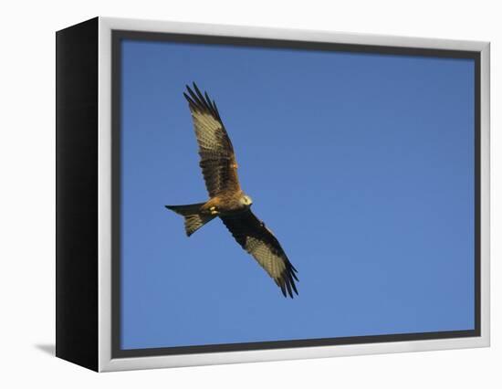 Red Kite (Milvus Milvus) in Flight with Wing Tags, Gigrin Farm, Rhayader, Wales, United Kingdom-Ann & Steve Toon-Framed Premier Image Canvas