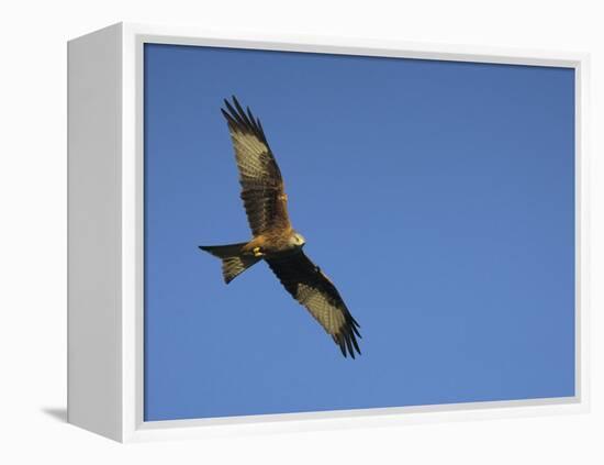 Red Kite (Milvus Milvus) in Flight with Wing Tags, Gigrin Farm, Rhayader, Wales, United Kingdom-Ann & Steve Toon-Framed Premier Image Canvas