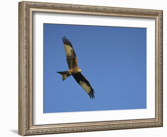 Red Kite (Milvus Milvus) in Flight with Wing Tags, Gigrin Farm, Rhayader, Wales, United Kingdom-Ann & Steve Toon-Framed Photographic Print