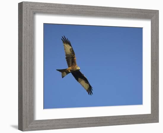 Red Kite (Milvus Milvus) in Flight with Wing Tags, Gigrin Farm, Rhayader, Wales, United Kingdom-Ann & Steve Toon-Framed Photographic Print