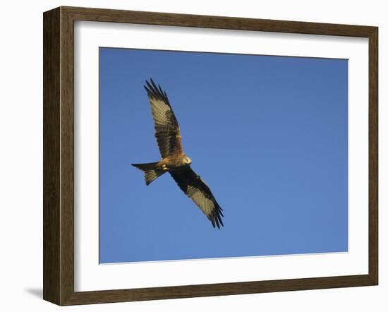 Red Kite (Milvus Milvus) in Flight with Wing Tags, Gigrin Farm, Rhayader, Wales, United Kingdom-Ann & Steve Toon-Framed Photographic Print