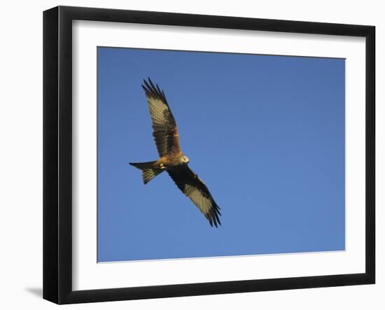 Red Kite (Milvus Milvus) in Flight with Wing Tags, Gigrin Farm, Rhayader, Wales, United Kingdom-Ann & Steve Toon-Framed Photographic Print