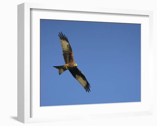 Red Kite (Milvus Milvus) in Flight with Wing Tags, Gigrin Farm, Rhayader, Wales, United Kingdom-Ann & Steve Toon-Framed Photographic Print