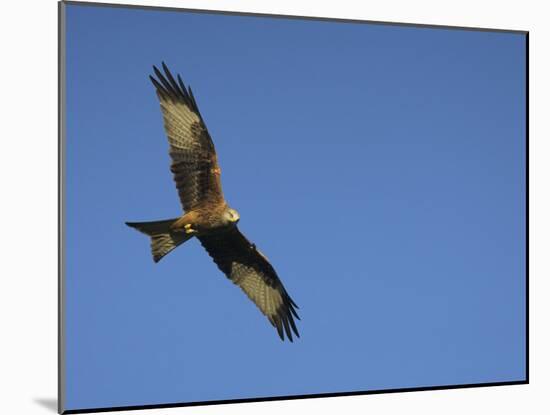 Red Kite (Milvus Milvus) in Flight with Wing Tags, Gigrin Farm, Rhayader, Wales, United Kingdom-Ann & Steve Toon-Mounted Photographic Print