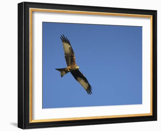 Red Kite (Milvus Milvus) in Flight with Wing Tags, Gigrin Farm, Rhayader, Wales, United Kingdom-Ann & Steve Toon-Framed Photographic Print