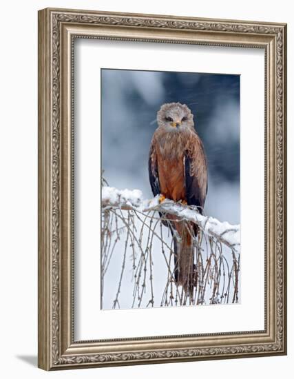 Red Kite, Milvus Milvus, Sitting on the Branch with Snow Winter. First Snow with Bird. Winter with-Ondrej Prosicky-Framed Photographic Print