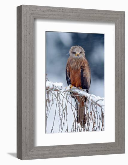 Red Kite, Milvus Milvus, Sitting on the Branch with Snow Winter. First Snow with Bird. Winter with-Ondrej Prosicky-Framed Photographic Print