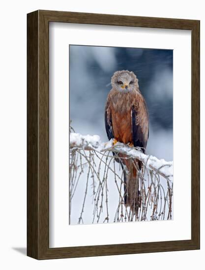 Red Kite, Milvus Milvus, Sitting on the Branch with Snow Winter. First Snow with Bird. Winter with-Ondrej Prosicky-Framed Photographic Print