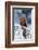 Red Kite, Milvus Milvus, Sitting on the Branch with Snow Winter. First Snow with Bird. Winter with-Ondrej Prosicky-Framed Photographic Print