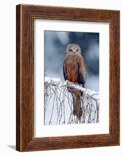 Red Kite, Milvus Milvus, Sitting on the Branch with Snow Winter. First Snow with Bird. Winter with-Ondrej Prosicky-Framed Photographic Print