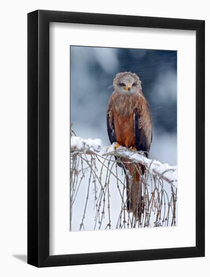 Red Kite, Milvus Milvus, Sitting on the Branch with Snow Winter. First Snow with Bird. Winter with-Ondrej Prosicky-Framed Photographic Print